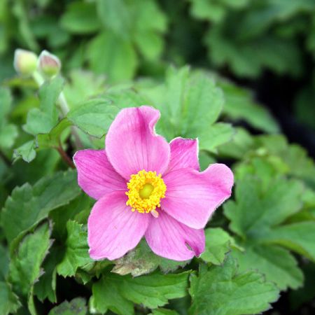 Anemone Fantasy Cinderella - Image by Manfred Richter from Pixabay