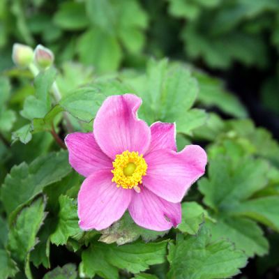 Anemone Fantasy Cinderella - Image by Manfred Richter from Pixabay