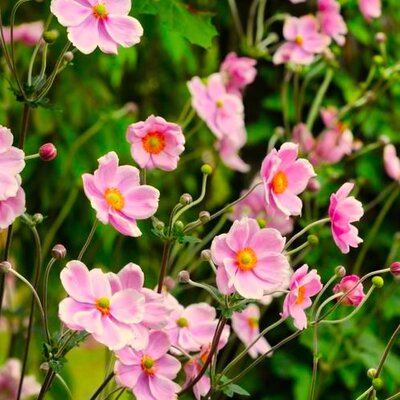 Anemone 'Fantasy Jasmine' - Image by Ralph from Pixabay 