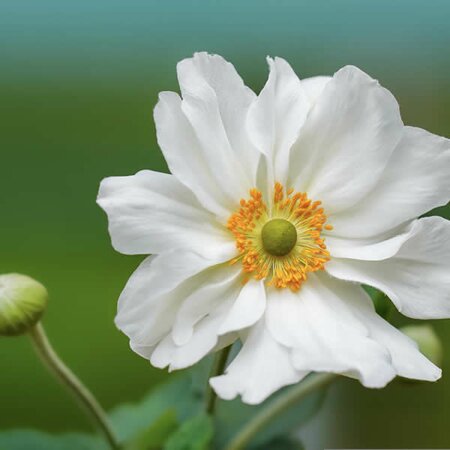 Anemone 'Fantasy Rapunzel' - Image by Mariya Muschard from Pixabay 