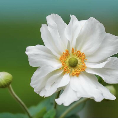 Anemone 'Fantasy Rapunzel' - Image by Mariya Muschard from Pixabay 