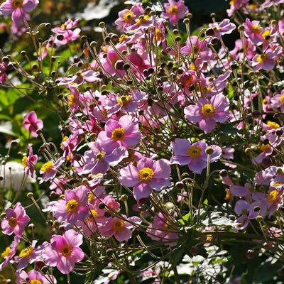 Anemone 'Hadspen Abundance' - Image by Kerstin Riemer from Pixabay  