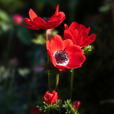 Anemone 'Harmony Scarlet' - Image by minka2507 from Pixabay 