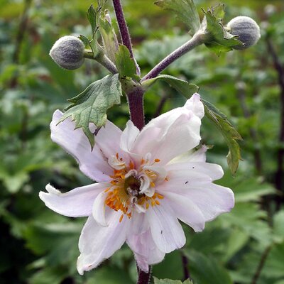 Anemone 'Ruffled Swan' - Image courtesy of Schram Plants