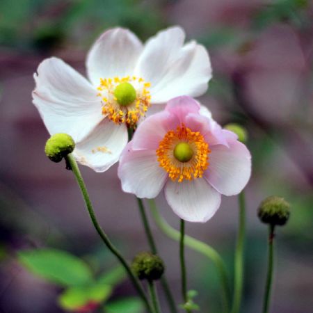 Anemone “September Charm” - Image by Sonja Kalee from Pixabay  