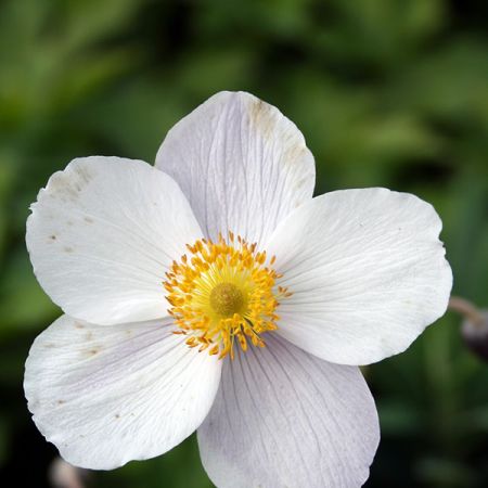 Anemone 'Wild Swan' - Photo by peganum (CC BY-SA 2.0)