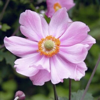 Anemone 'Konigin Charlotte' (2L pot)