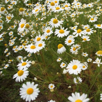 Anthemis cupaniana - Image by ivabalk from Pixabay  