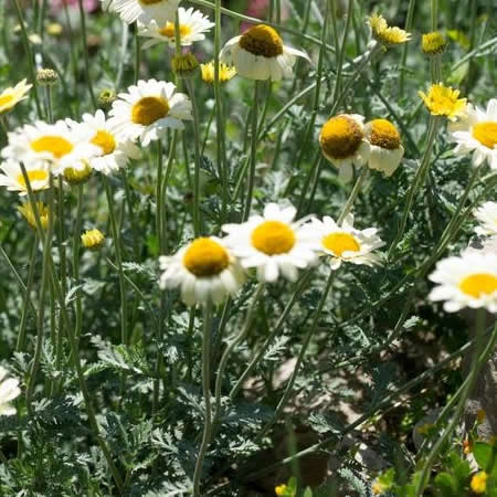Anthemis 'Susanna Mitchell' - Public Domain Image under Fair Use