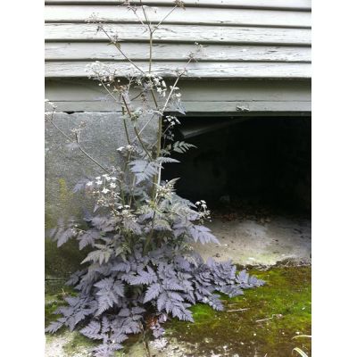 Anthriscus “Ravenswing” - Photo by Megan Hansen (CC BY-SA 2.0)