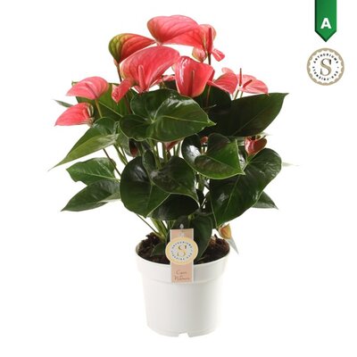 Anthurium 'Pink Champion' - Image courtesy of Pannebakker