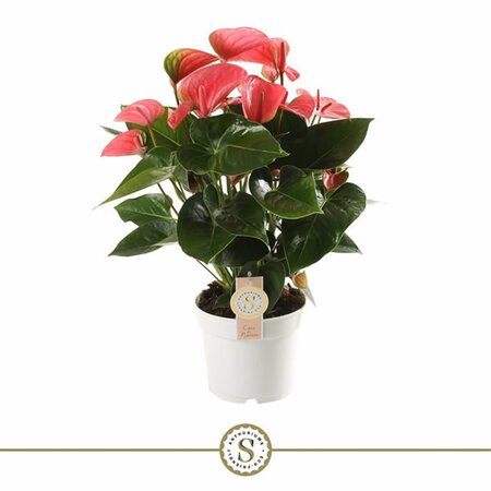 Anthurium 'Pink Champion' - Image courtesy of Pannebakker