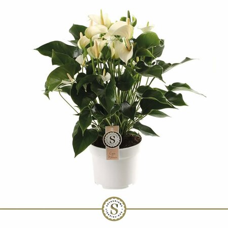 Anthurium 'White Champion'® - Image courtesy of Pannebakker