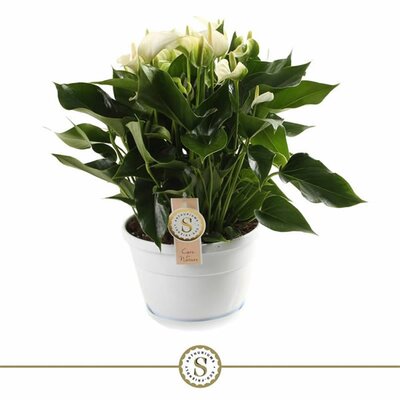 Anthurium 'White Champion'® (20cm pot)