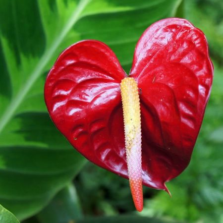 Anthurium Arisa Red  - Image by tee2tee from Pixabay 
