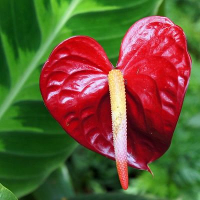 Anthurium Arisa Red  - Image by tee2tee from Pixabay 