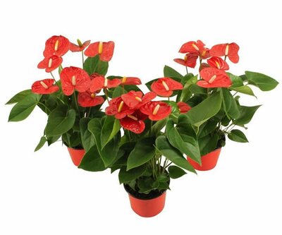 Anthurium 'Jambo Red' (14cm pot)