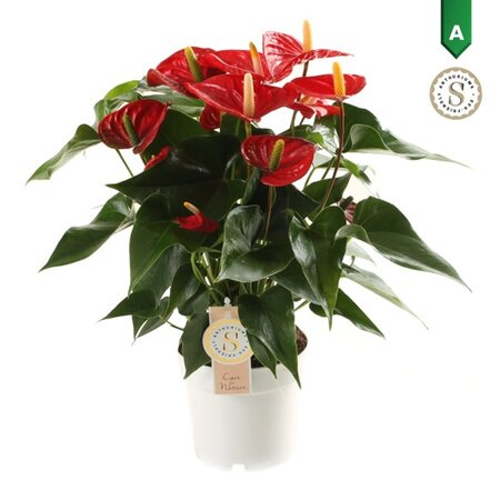 Anthurium and. Red Champion - Image courtesy of Pannebakker