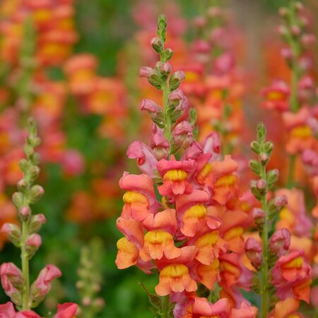 Antirrhinum 'Candy Orange' - Image by ZenAga from Pixabay 
