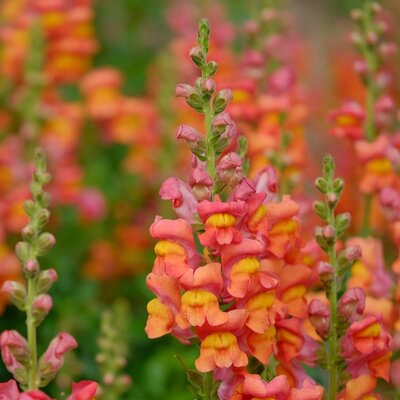 Antirrhinum 'Candy Orange' - Image by ZenAga from Pixabay 