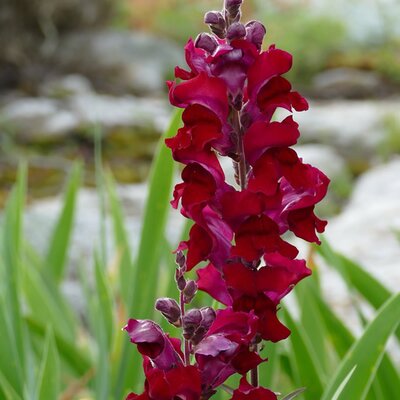 Antirrhinum 'Candy Red' - Image by jshields2004 from Pixabay 