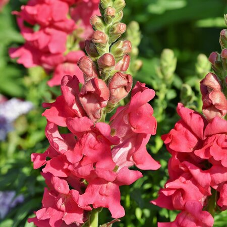 Antirrhinum 'Candy Rose' - Image by Ralph from Pixabay  