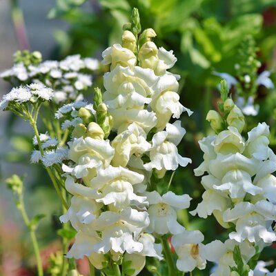 Antirrhinum 'Candy White' - Image by Ralph from Pixabay 