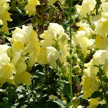 Antirrhinum 'Candy Yellow' - Image by Hans from Pixabay 