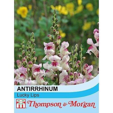 Antirrhinum 'Lucky Lips' - Image courtesy of T&M