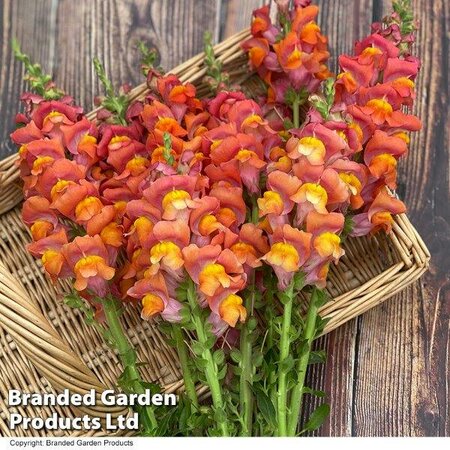 Antirrhinum 'Dark Orange Potomac' F1 - Image courtesy of Thompson & Morgan