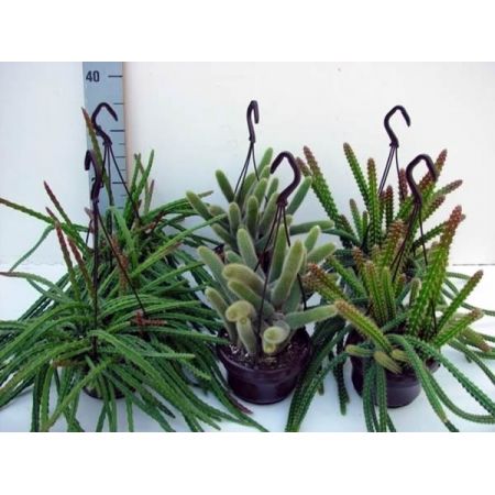 Aporocactus mix  - Image courtesy of Pannebakker