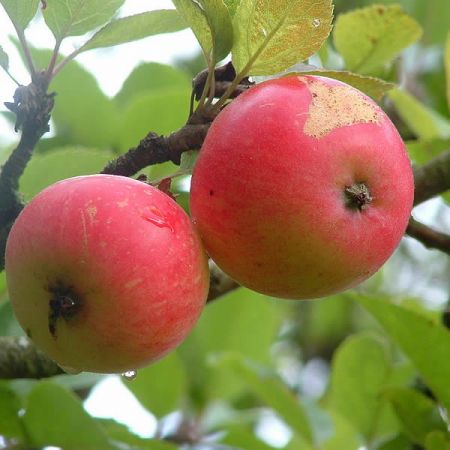 Apple "Discovery" - Photo by Bob Balmer (CC BY-SA 2.0)