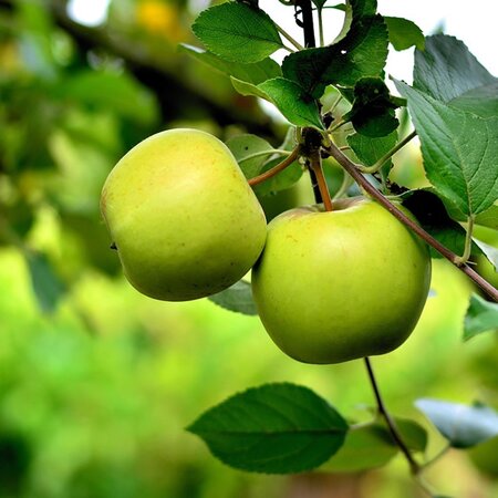 Apple 'Grenadier' - Image by congerdesign from Pixabay 