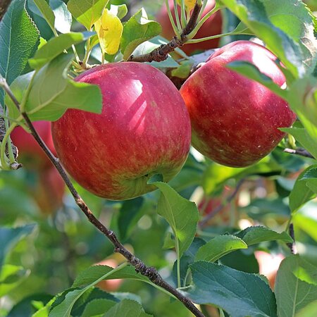 Apple 'Summerred' - Image by かみかみ するめ from Pixabay 