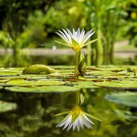 Aquatic Plants