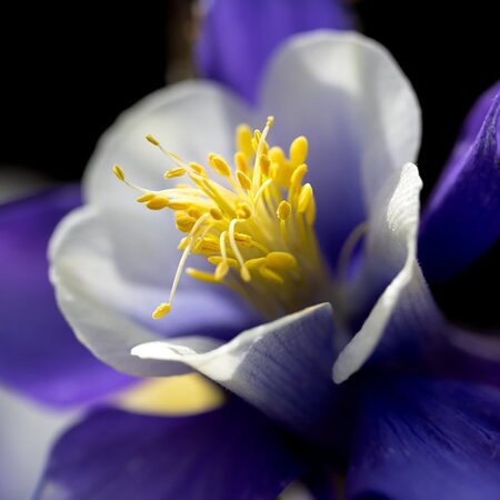 Aquilegia 'Spring Magic Blue' - Image by Ted Erski from Pixabay 