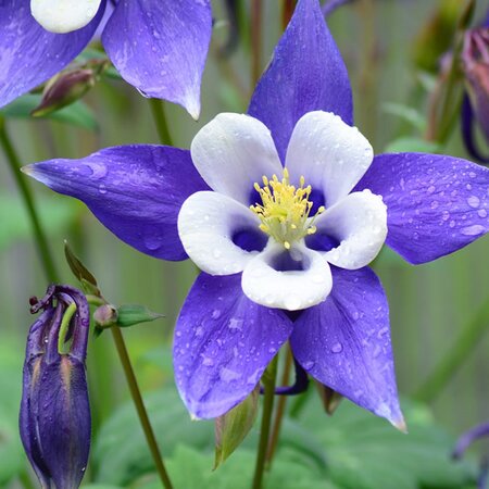 Aquilegia 'Spring Magic Blue & White' (1L pot)