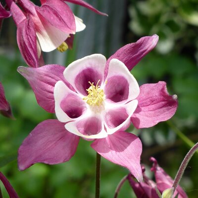 Aquilegia Spring Magic Rose & White (1L)