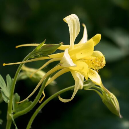 Aquilegia 'Spring Magic Yellow' - Image by Trig Golden from Pixabay 