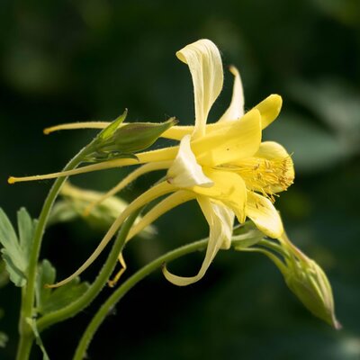 Aquilegia 'Spring Magic Yellow' - Image by Trig Golden from Pixabay 