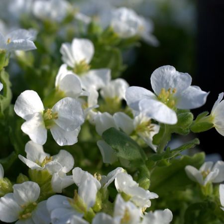 Arabis “Arctic Joy” - Image by Andreas Lischka from Pixabay 