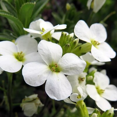 Arabis 'Aubris White' - Photo by Alex Hauner (CC BY-SA 4.0)
