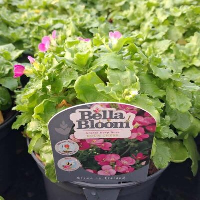 Arabis 'Deep Rose' - Image courtesy of Tully Nurseries