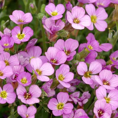 Arabis "Little Treasure Pink" - Photo by Babij (CC BY-SA 2.0)