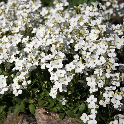 Arabis "Little Treasure White" - Photo by Ulf Eliasson (CC BY-SA 3.0)