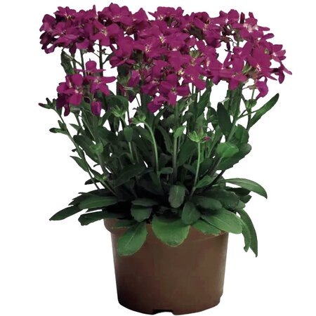 Arabis 'Rose Delight' - Image courtesy of syngenta flowers