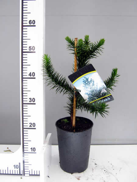 Araucaria araucana (3L pot) - Image courtesy of Pannebakker