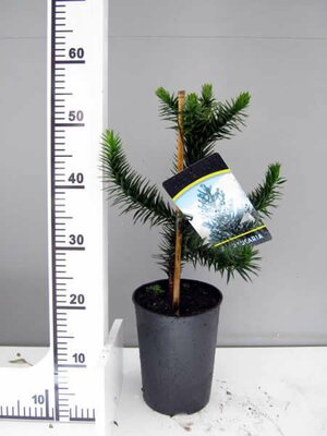 Araucaria araucana (3L pot) - Image courtesy of Pannebakker