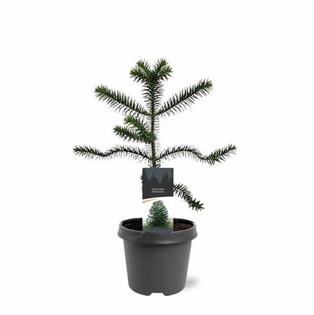 Araucaria araucana - Image courtesy of Plantline