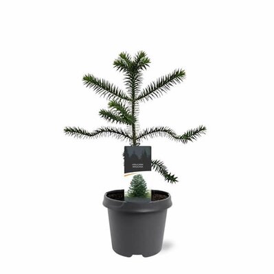 Araucaria araucana - Image courtesy of Plantline